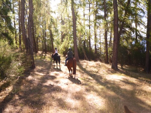 Riding in Rippon forest