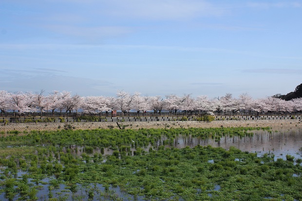 亀鶴公園の桜