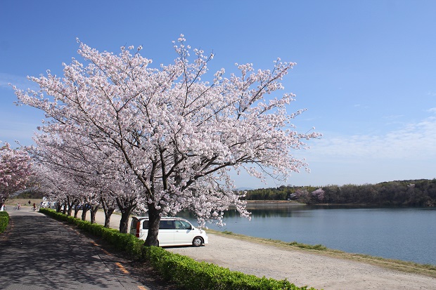 公渕森林公園　桜