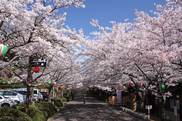 公渕森林公園　桜