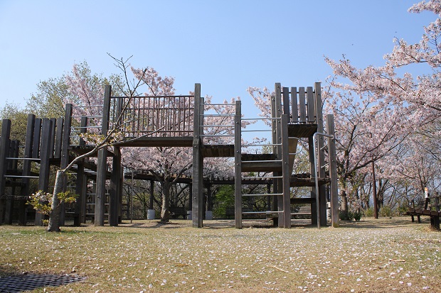 三本松　前山公園　桜