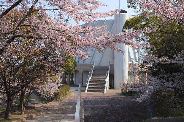 三本松　前山公園　桜