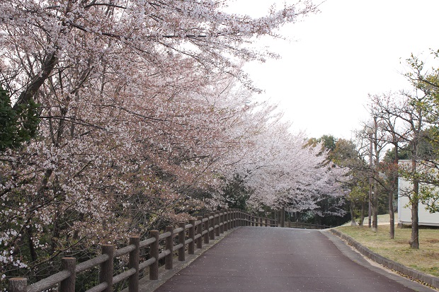 とらまる公園　桜