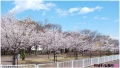 桜-ブログ1