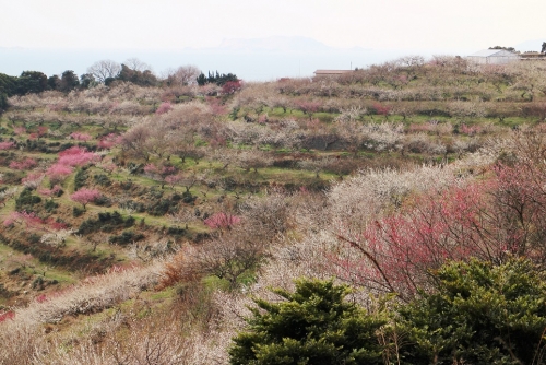 Japanese apricot tree hill
