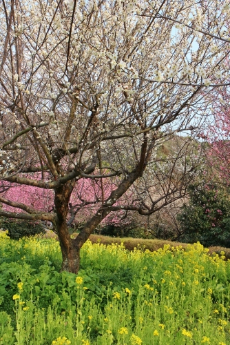 Japanese apricot trees with field mustard