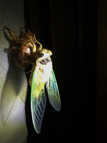 emergence of a cicada