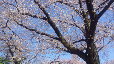国立の桜　2014