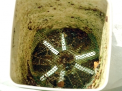 苔の生えた鉢