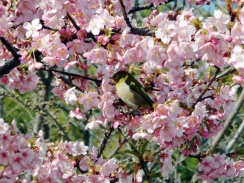 満開の河津桜の蜜を吸いにやってきたメジロ