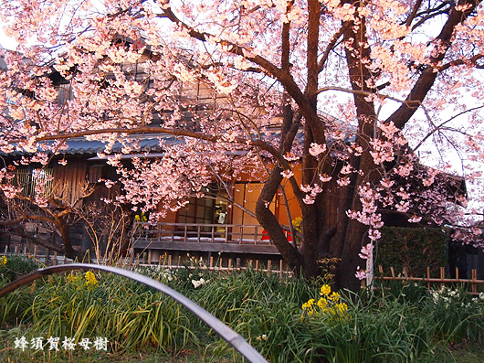 蜂須賀桜母樹