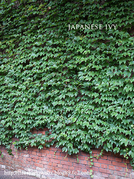 Japanese-ivy.jpg