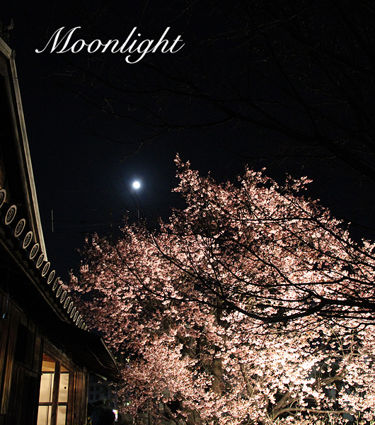 moonlight.jpg
