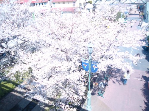 つかしん　桜