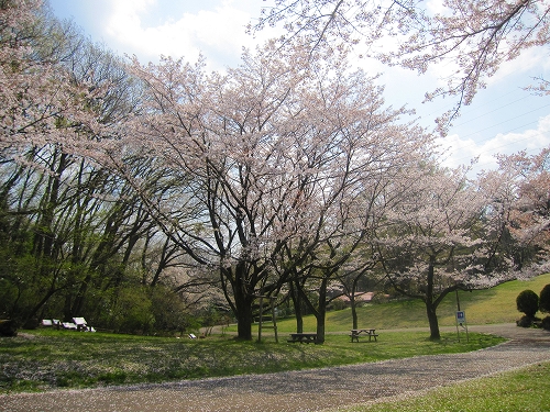 桜ヶ丘公園2