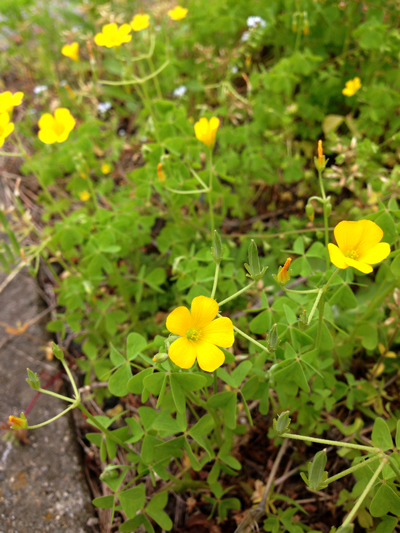 カタバミの仲間 クローバーのような葉と黄色い花と小さなオクラのようなはじける種の雑草 Mystic Garden