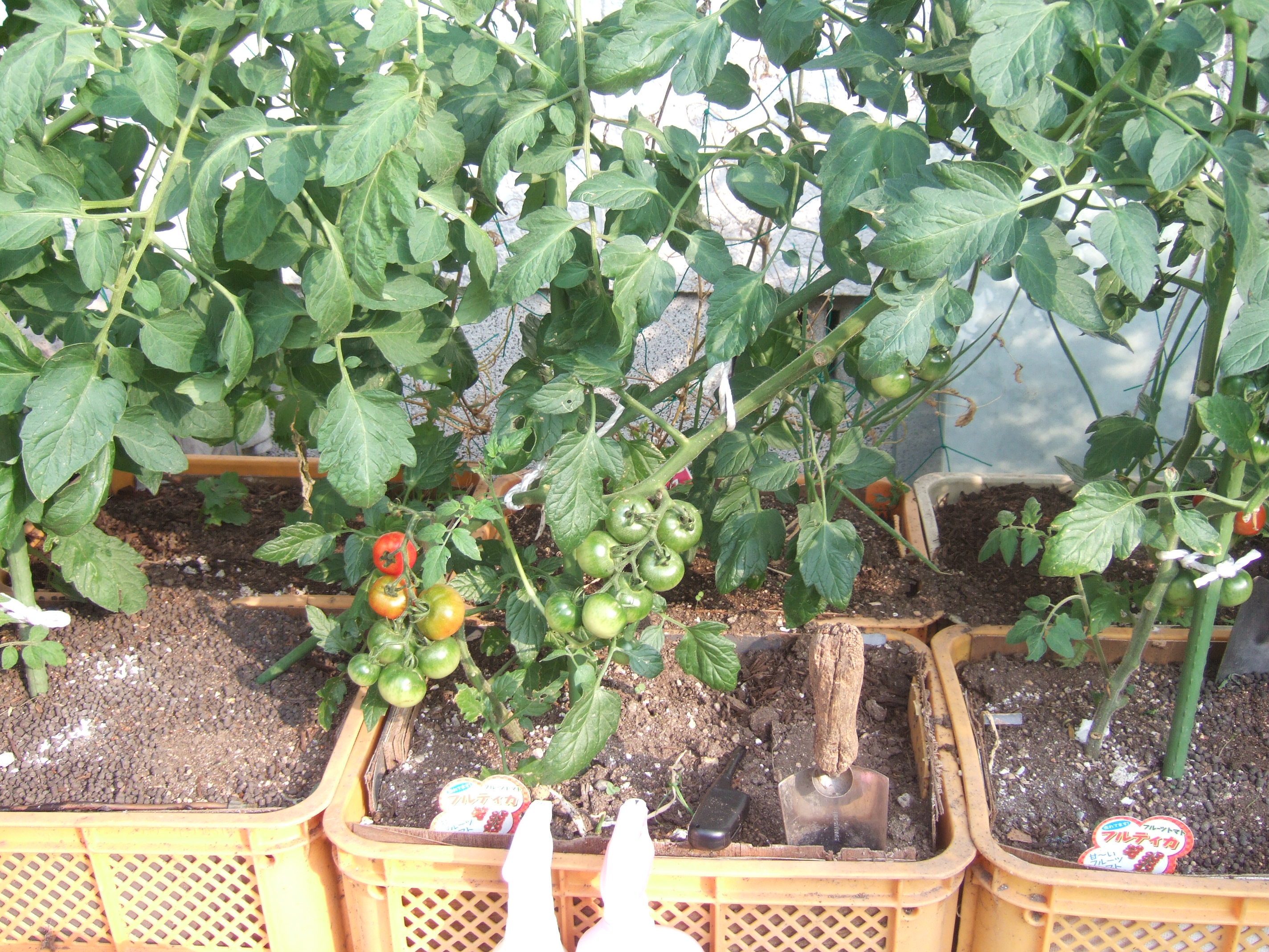 コンテナ栽培のトマト順調 畑で落花生 スイカに挑戦 家猫と家庭菜園と健康管理