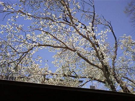 屋根の上の山桜