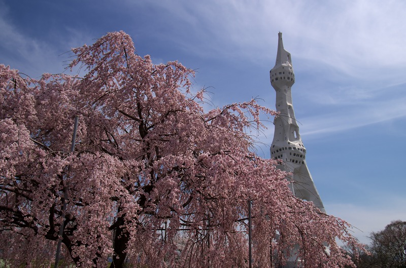PL大平和祈念塔の枝垂れ桜
