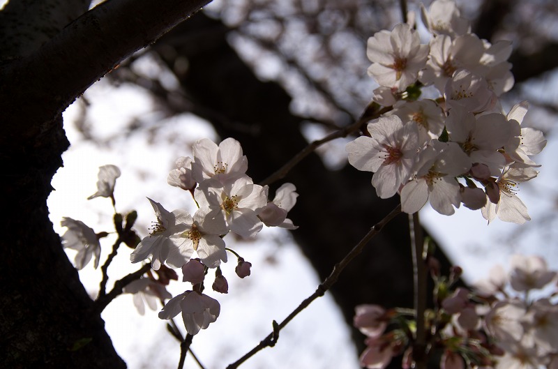 PL大平和祈念塔の枝垂れ桜