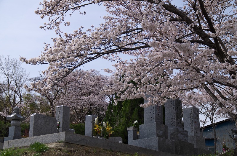 富田林市立西山墓地　桜