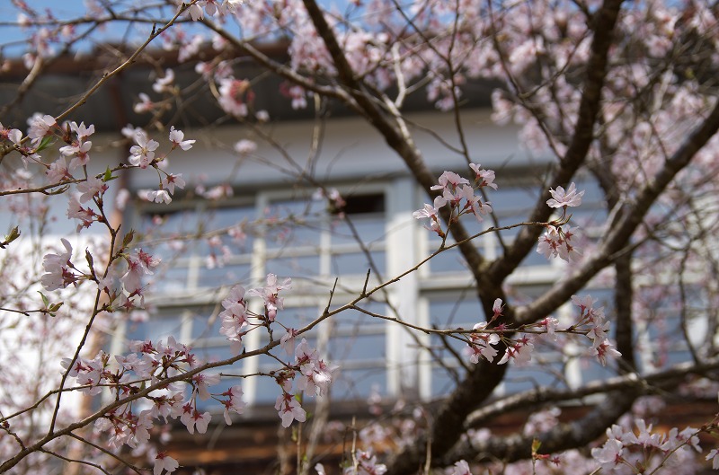 旧丹生小学校(廃校)の桜　2014