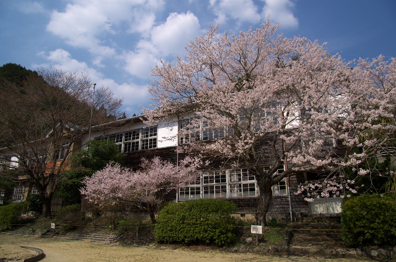 旧丹生小学校(廃校)の桜　2014
