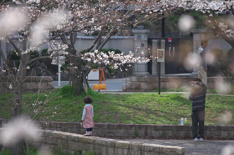 奈良県 斑鳩町　三室山　桜