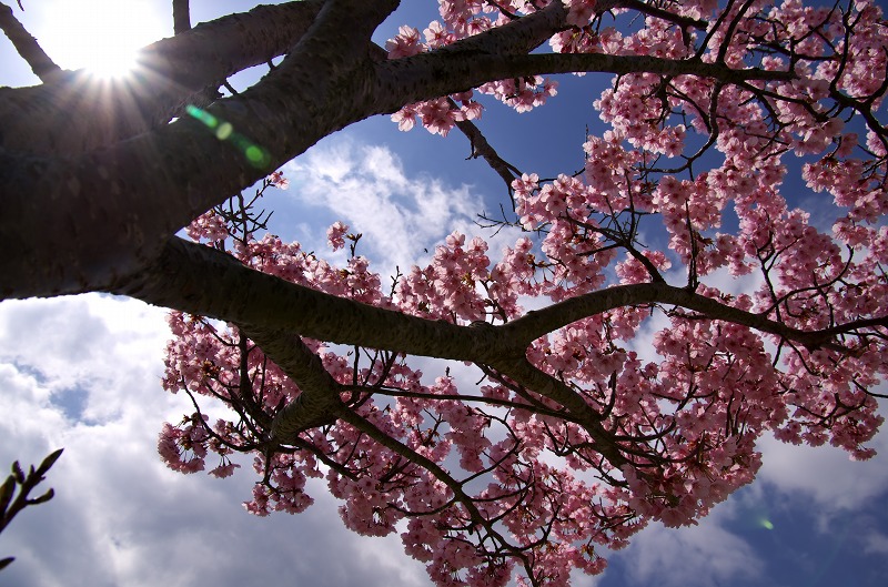 兵庫県立淡路島公園 展望広場の寒緋桜
