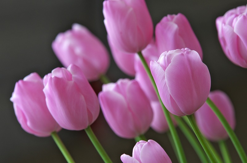 明石海峡公園　春の花　チューリップ