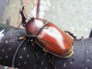 beetle senseiamx3