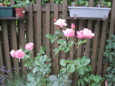 バカンス後は 庭のピンクのバラが咲き始めました
