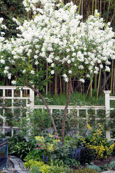 リキュウバイ 純白の花びら Garden Schop