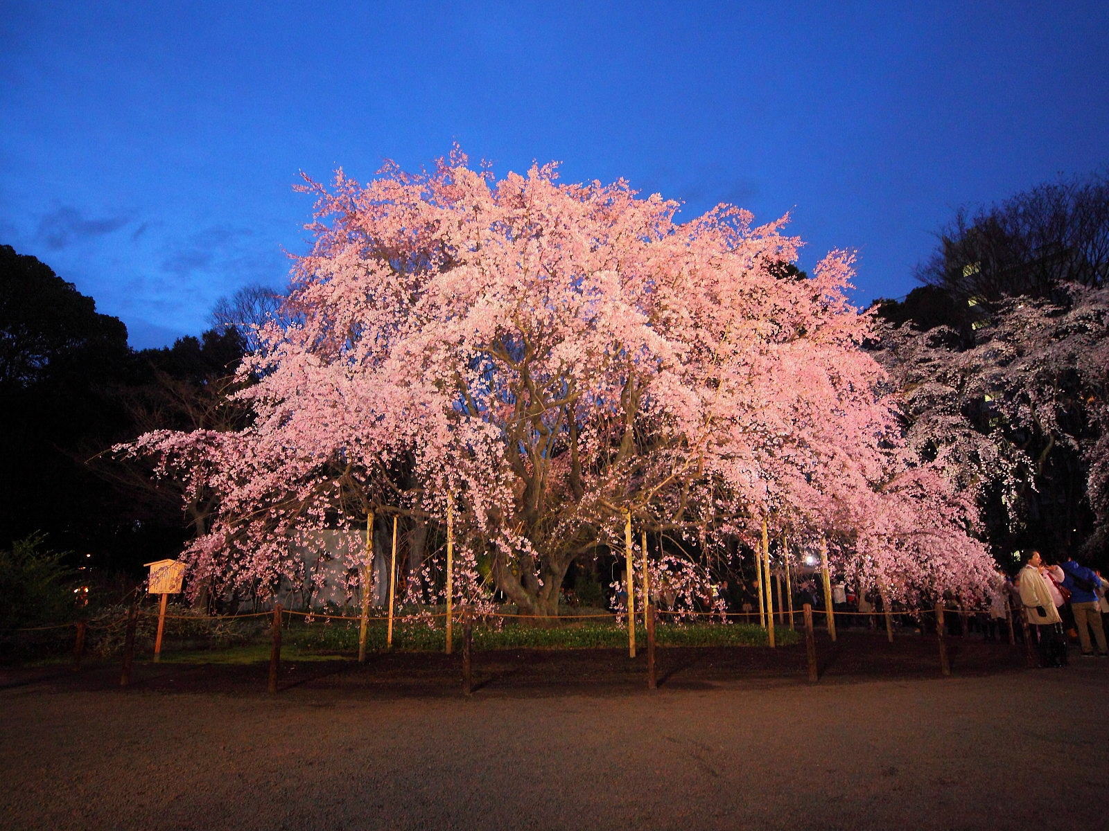 六義園 しだれ桜 ライトアップ 東京写真館