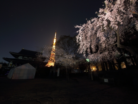 東京タワー　増上寺　しだれ桜