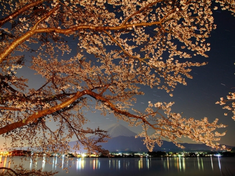 富士山と夜桜