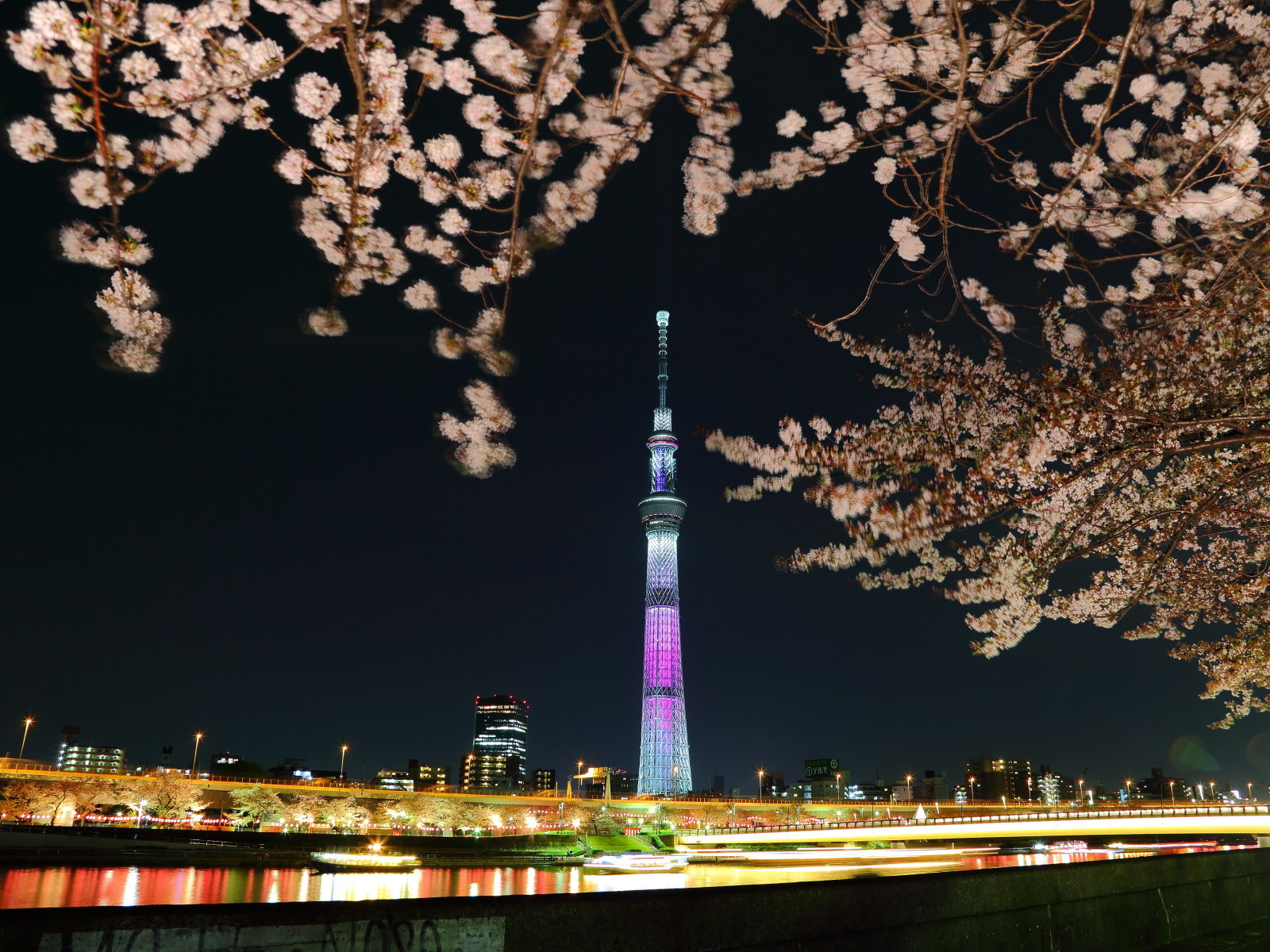 東京写真館 隅田川の夜桜と東京スカイツリー