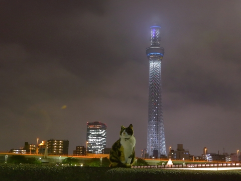 東京スカイツリーと猫