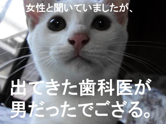 cat2.jpg