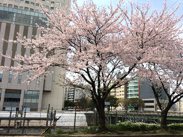 金山駅の桜