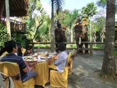 象と朝食